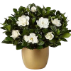 Gardenya Çiçeği ( Gardenia )
