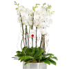 Metal Saksıda Beyaz Orkideler