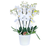 Phalaenopsis 4 Dal Beyaz Orkide Çiçeği
