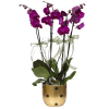 Mor Orkide Çiçek