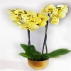 Sarı Renk Orkide Çiçeği