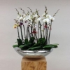 Vip Orkide Tasarım